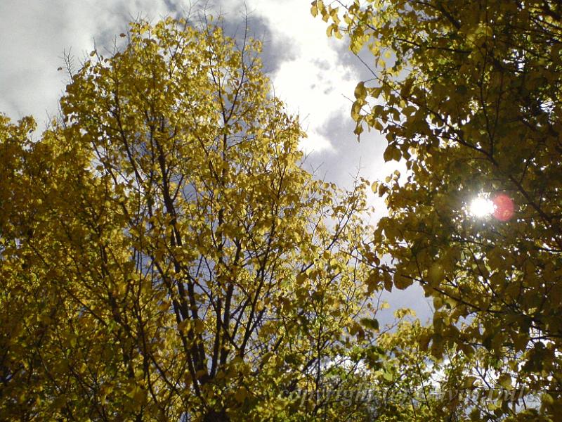 Autumn colours, creekside, Armidale DSC00664.JPG